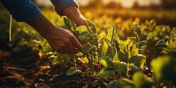 mãos colhendo hortaliças em uma grande horta